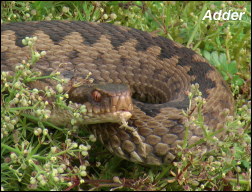Adder4