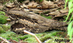 Nightjar