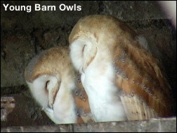 Y_Barn_Owls
