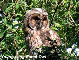 Young_Long_Eared_Owl