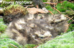 young Nighgtjars