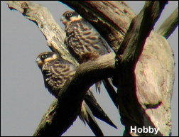Hobby