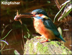 Kingfisher12