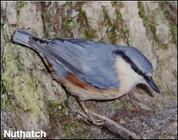 Nuthatch