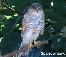 Sparrowhawk-