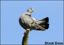 Stock_Dove