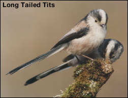 Long_Tailed_Tits