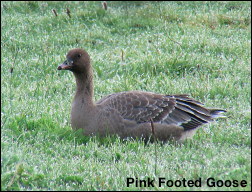 Pink Footed Goose