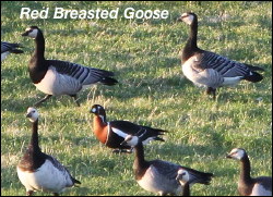 Red_Breasted_Goose