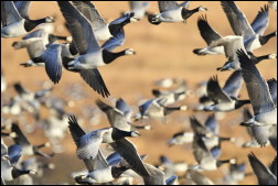 Geese in flight