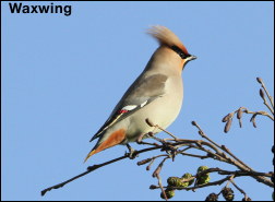 Waxwing12