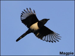 Magpie