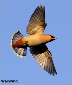 Waxwing12