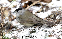 Blackcap