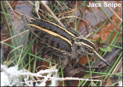 Jack Snipe13