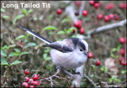 Long Tailed Tit13