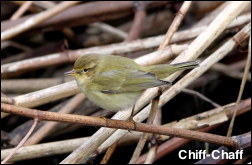 Chiff-Chaff