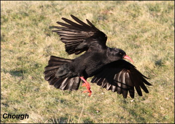 Chough13