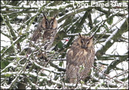 Long Eared Owls snow