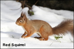 Red Squirrel