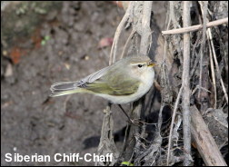 Siberian Chiff-Chaff