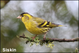 Siskin