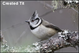 Crested Tit 13