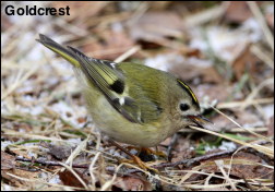 Goldcrest13