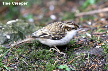 Tree Creeper