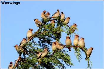 Waxwings 13