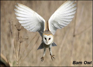 Barn Owl13a
