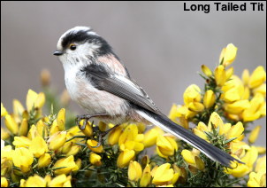 Long Tailed Tit13