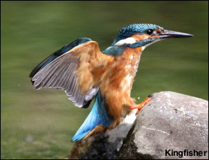 Kingfisher13
