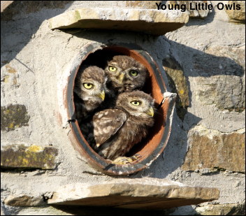 3 Little Owls
