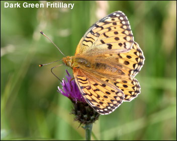 Dark Green Fritillary
