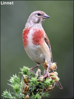 Linnet13