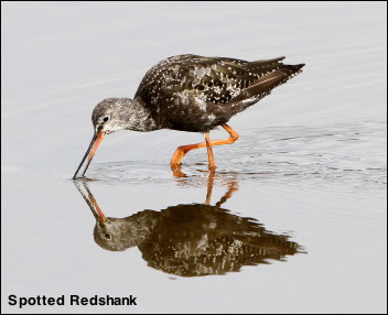 Spotted Redshank