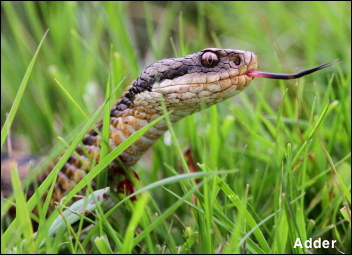 Adder 131