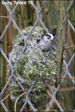 Long Tailed Tit 13a