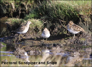 Pectoral Sandpiper