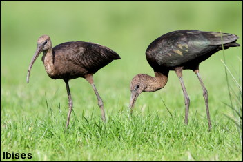 Ibis