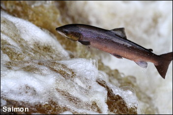 Salmon