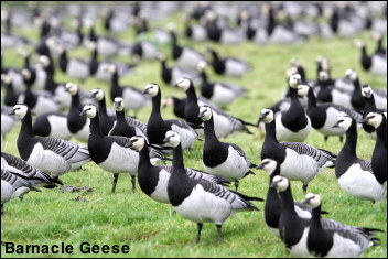 Barnacle Geese13