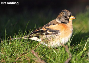 Brambling13