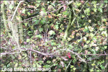 Hidden Long Eared Owl