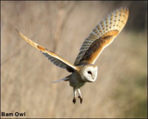 BarnOwl 14