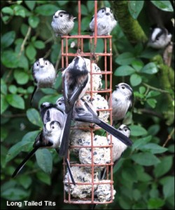 Long Tailed Tits14