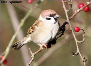 Tree Sparrow