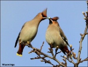 Waxwing14