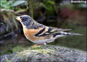 Brambling